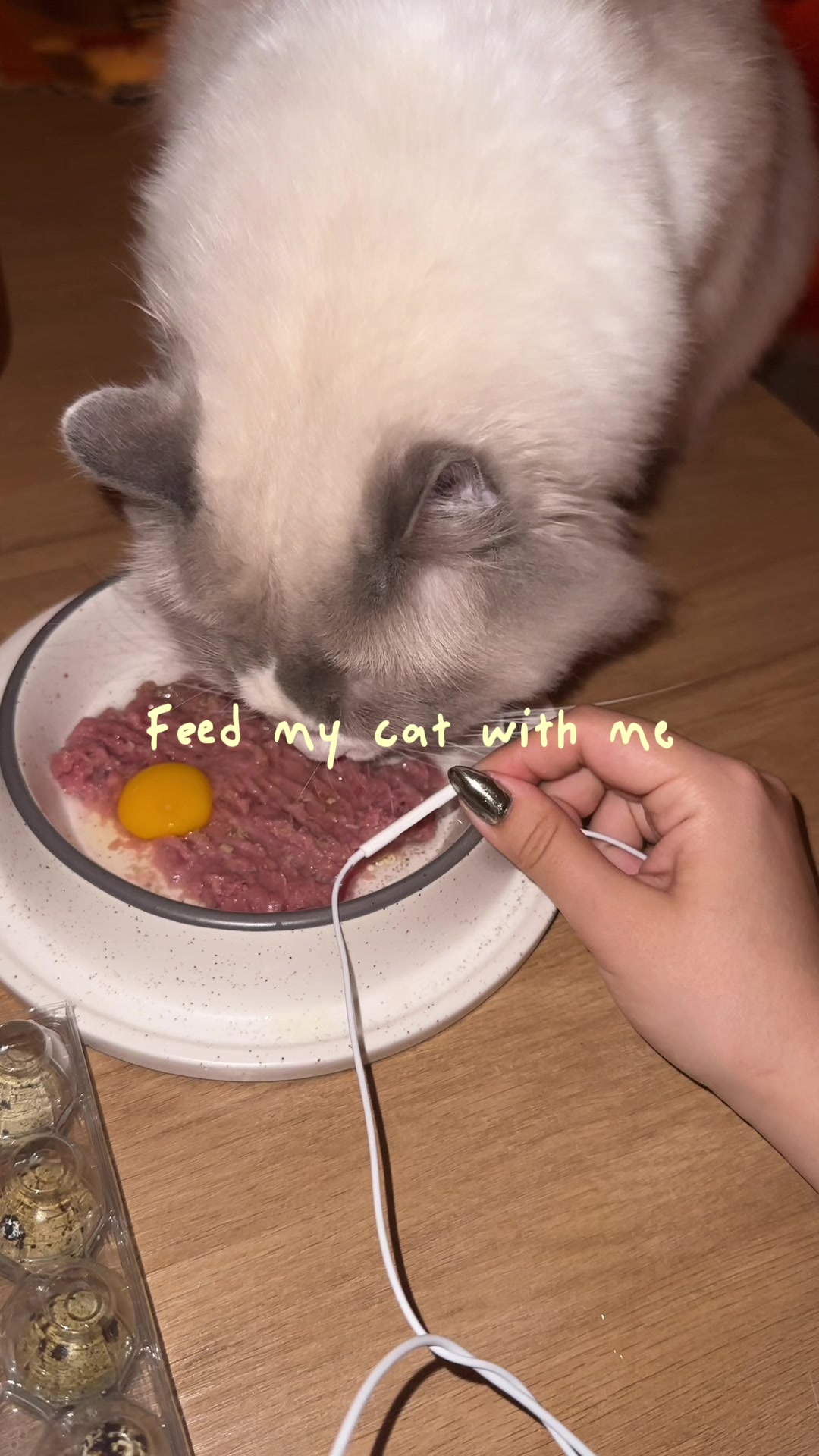 @Sirius Ragdoll