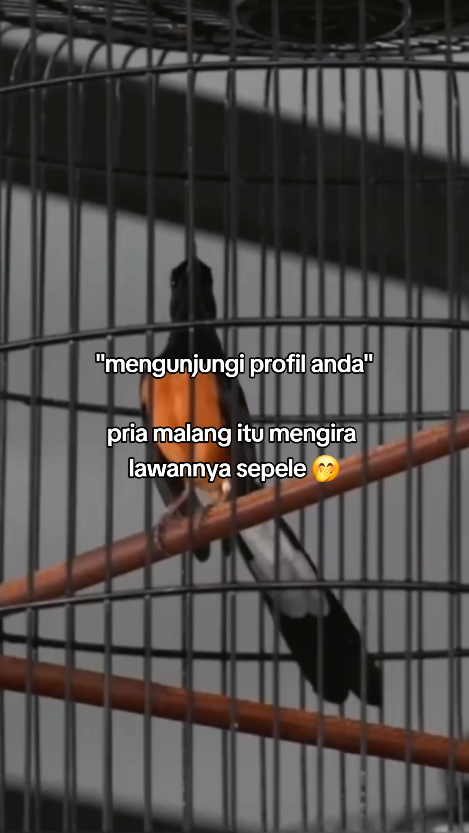 @Zulll x IIEC