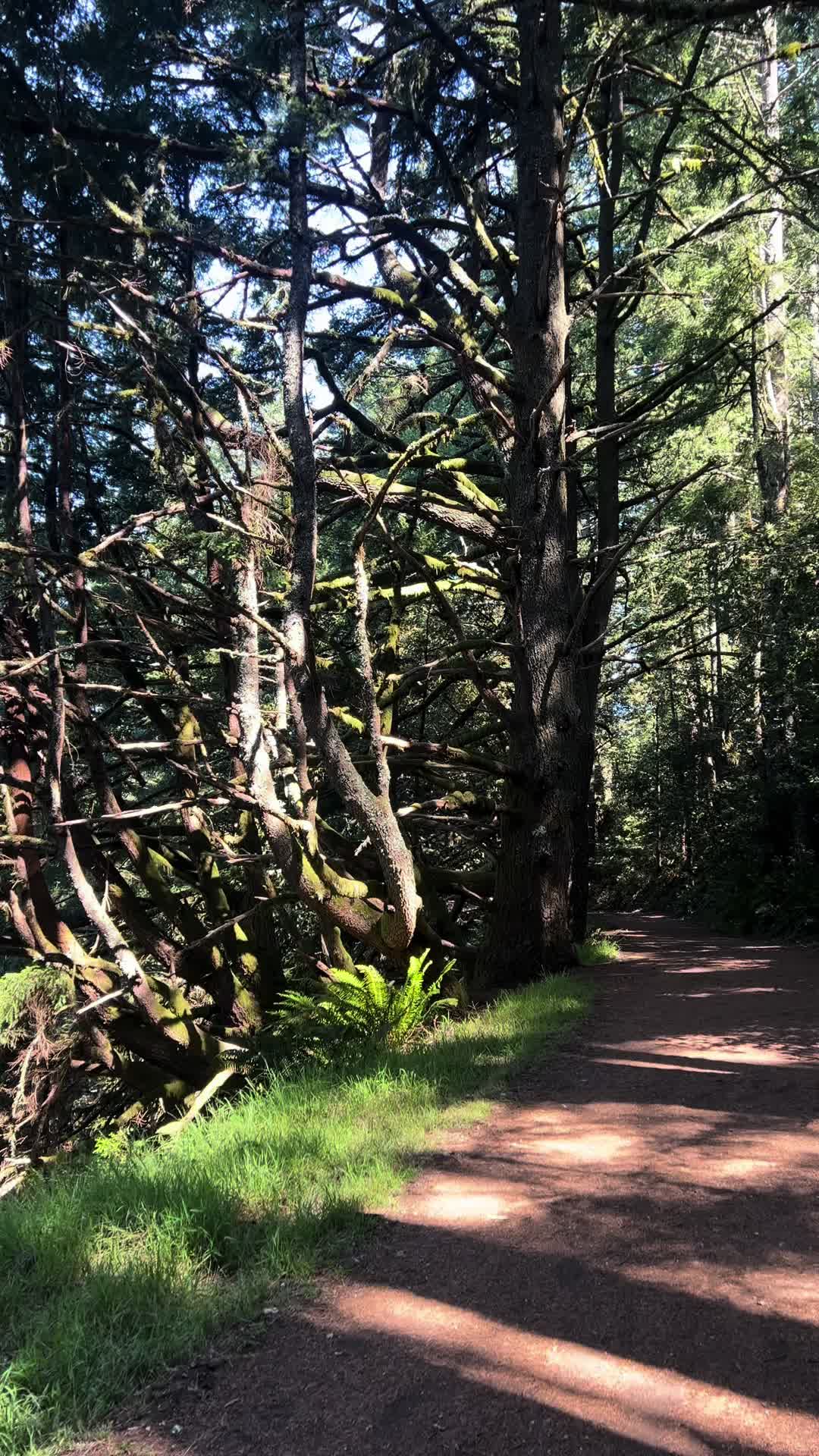 @trailfairy