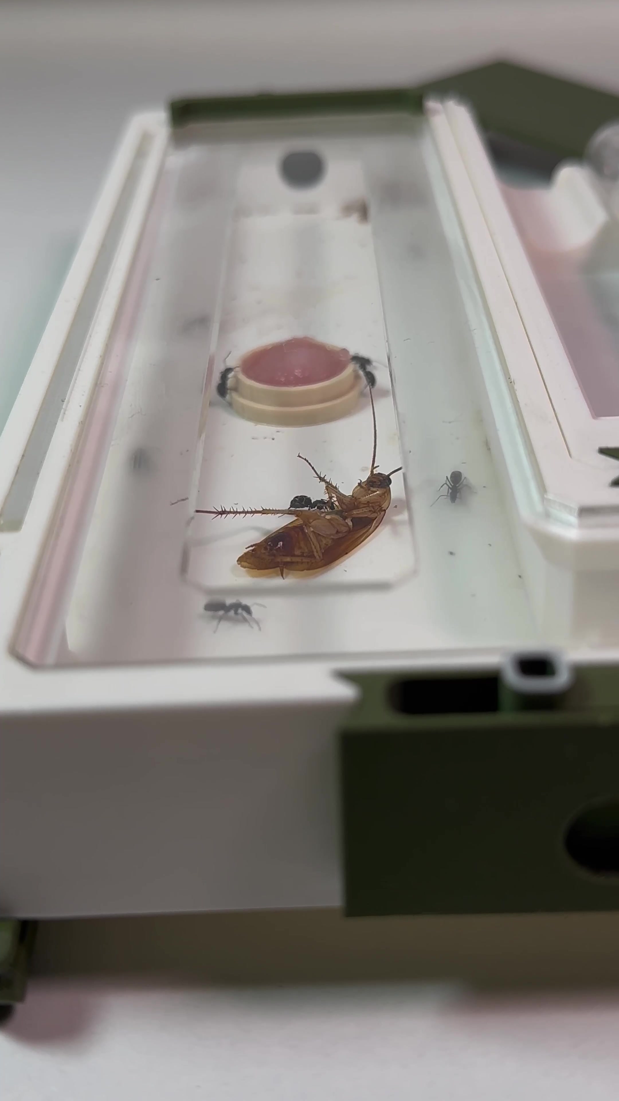 @GigaFourmis🐜