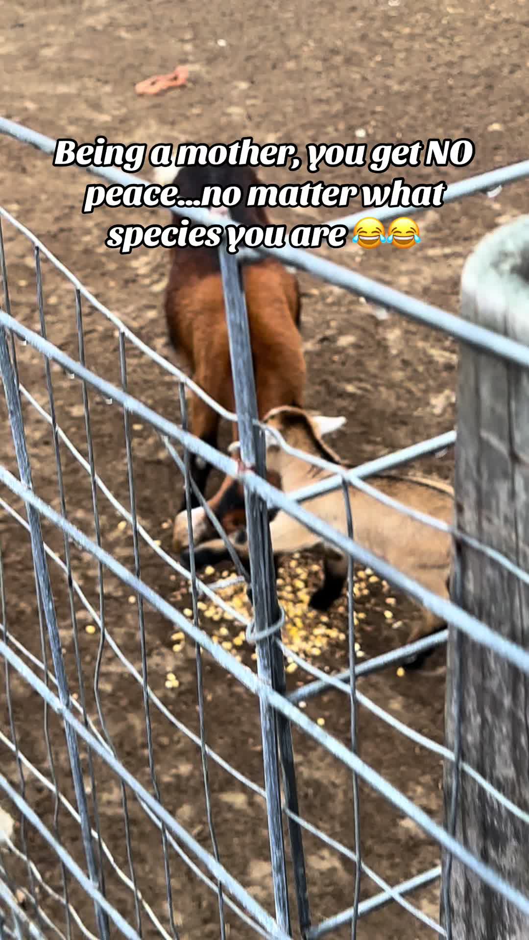 @Our Family Farm
