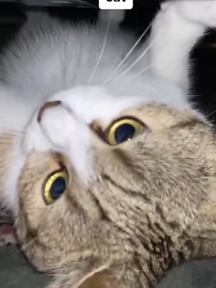 @Paw Pet