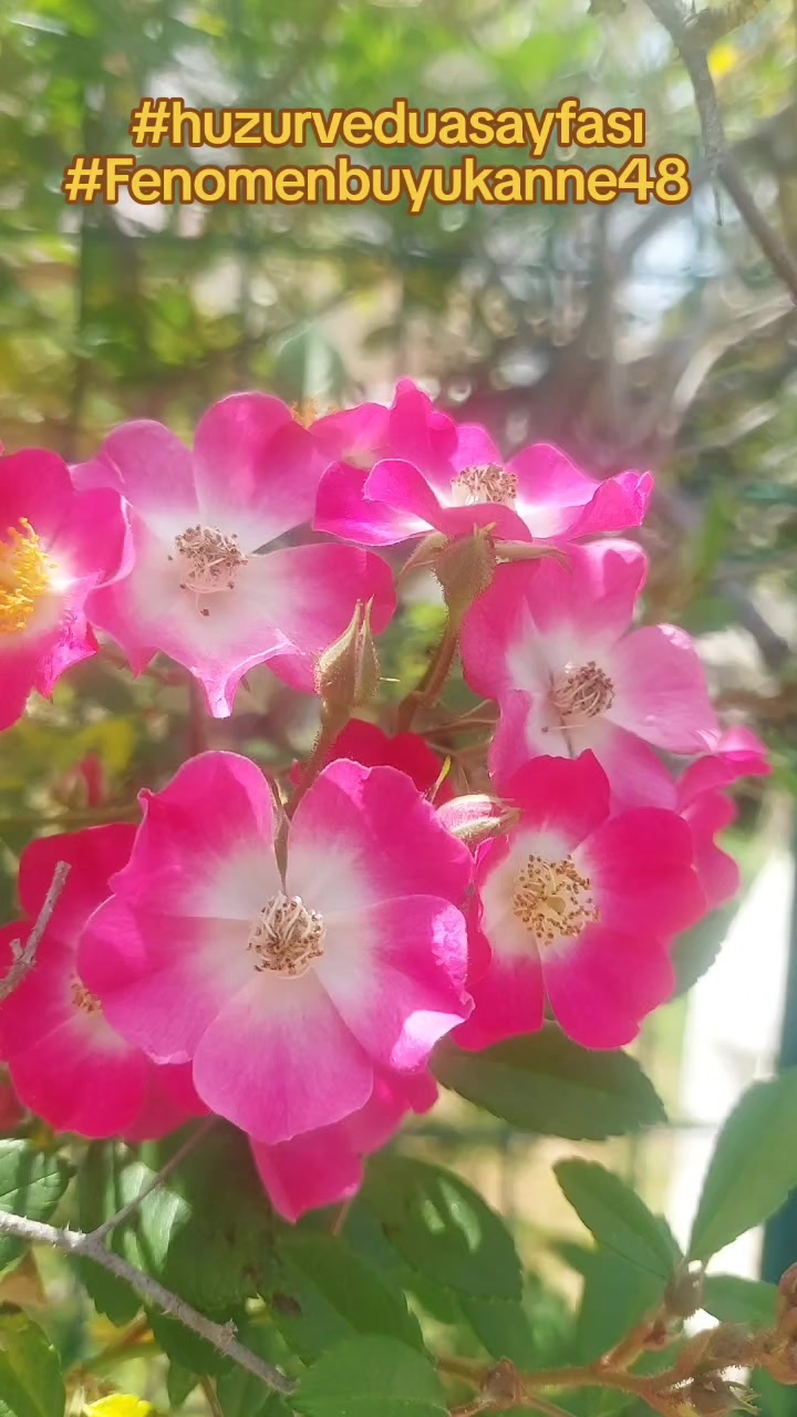 @Fenomenbuyukanne48
