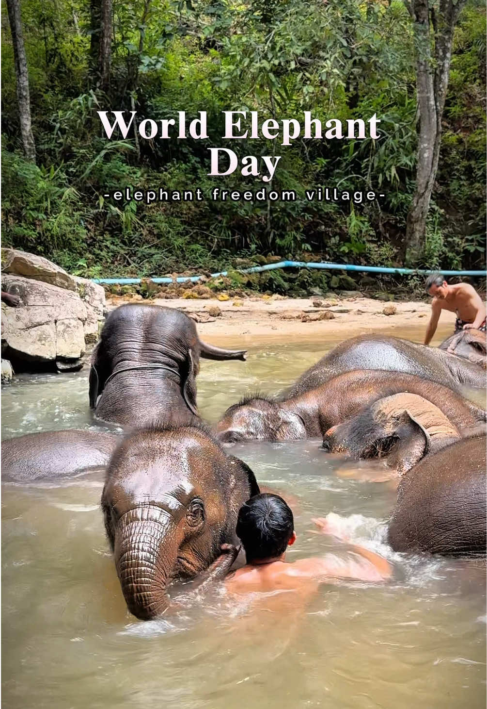 @Elephant way