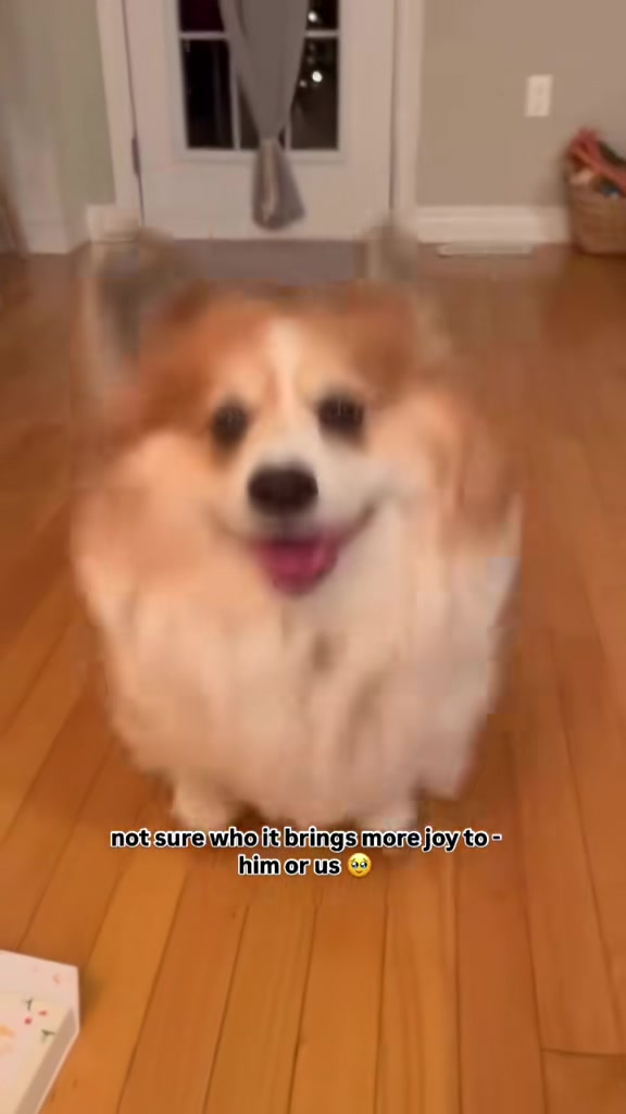 @hudsonthefluffycorgi