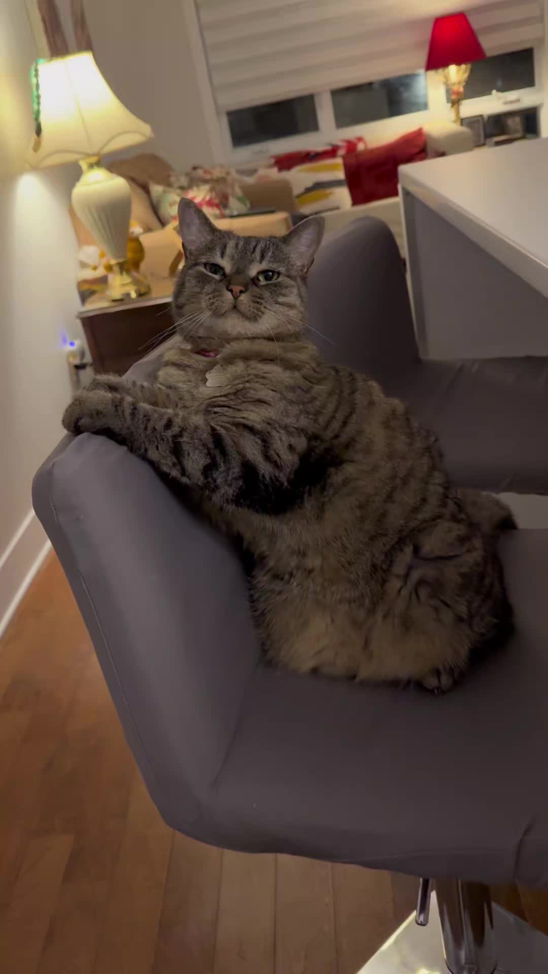 @Bellarda the cat