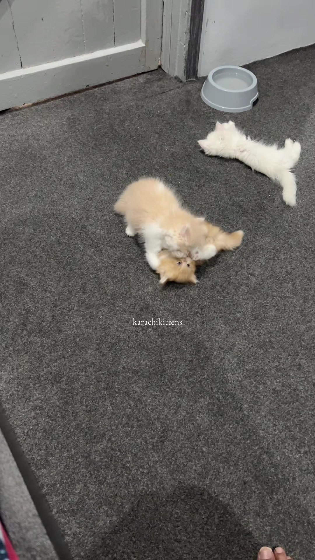 @karachikittens