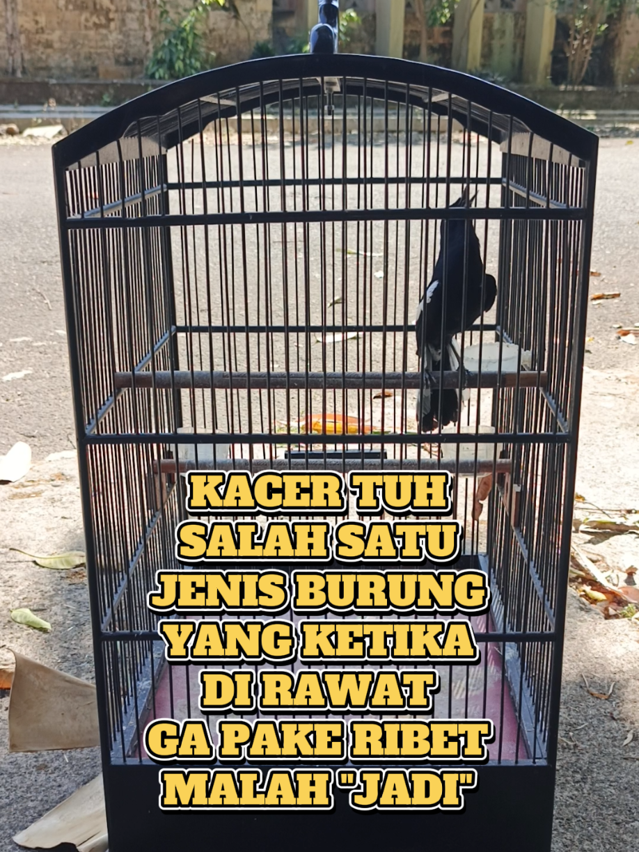 @Emperium Birds