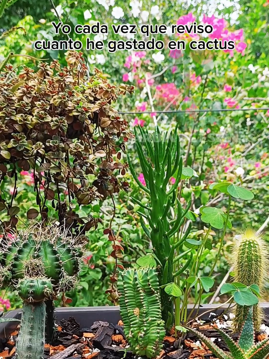 @CACTUS JARDIN DE ESPINAS