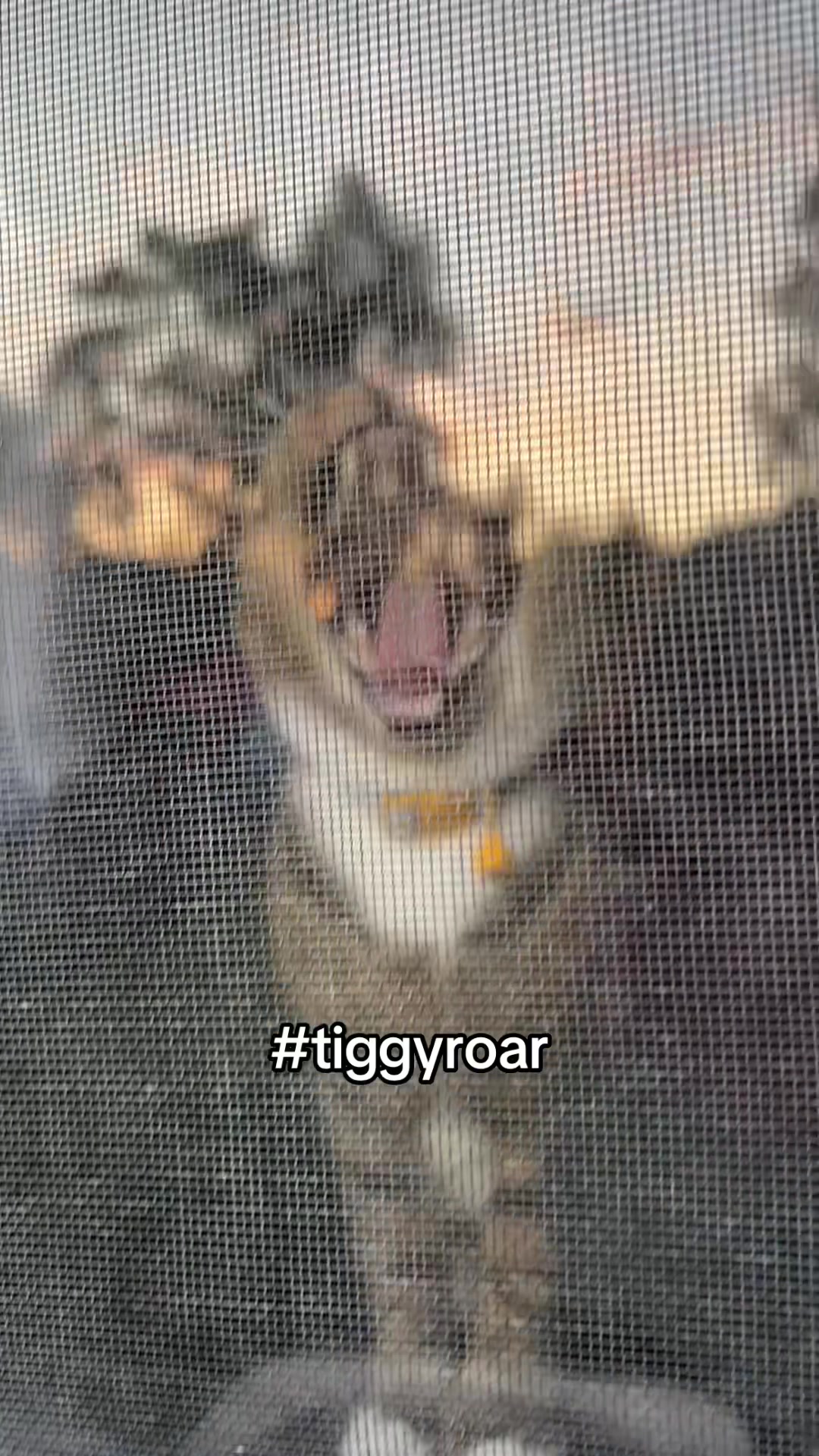 @Tiggy