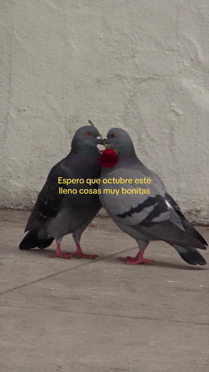 @ALEXO