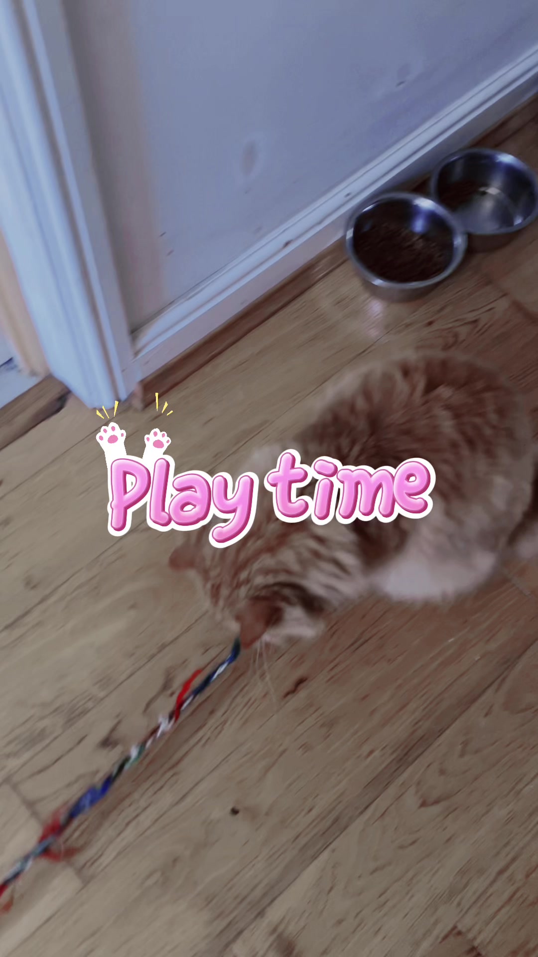 @My 5 cats