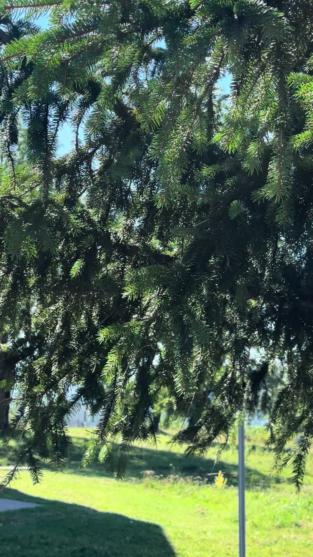 @Ријека Челебићи завичај💚