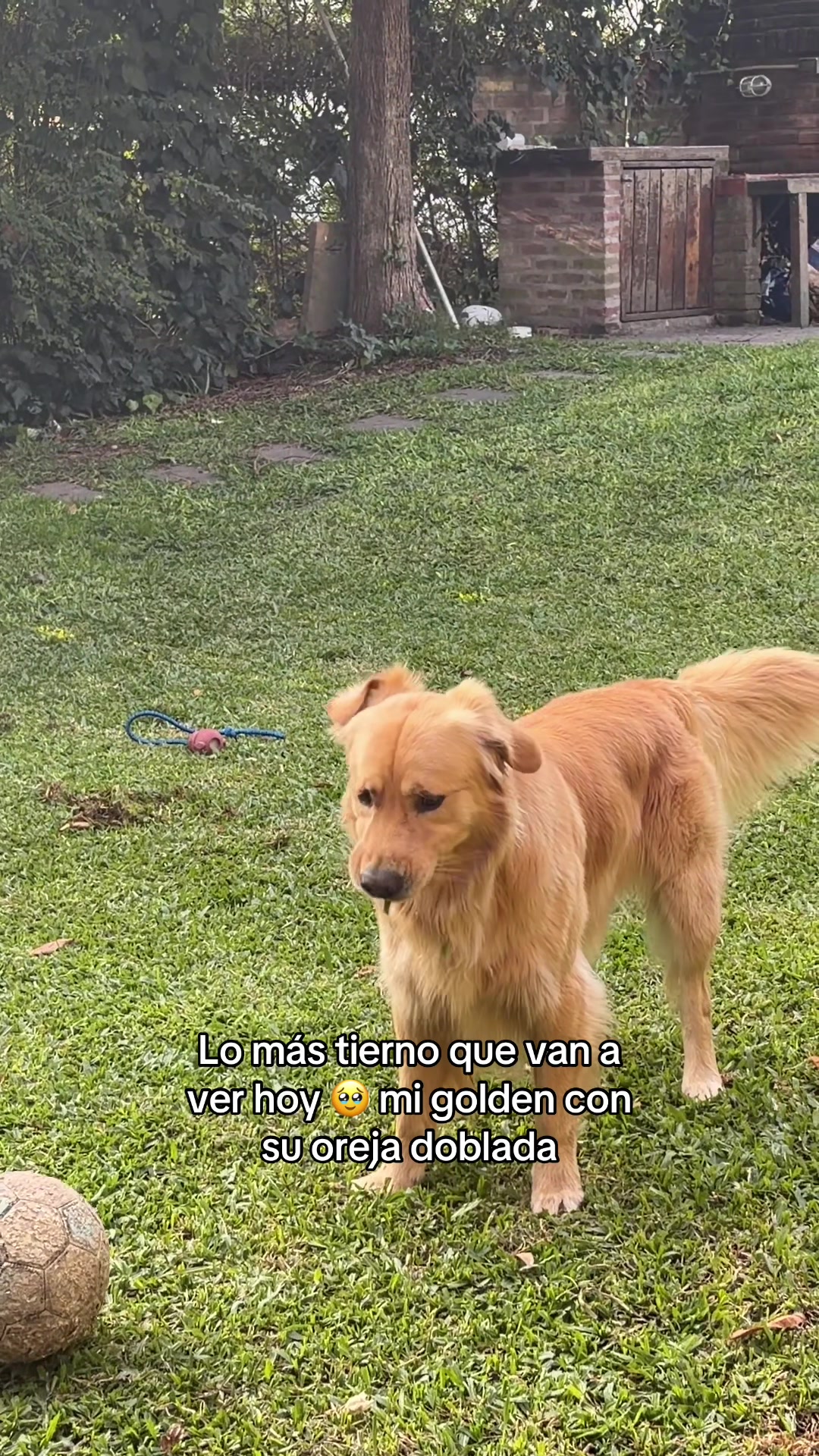 @Narco🐕🐾🐾
