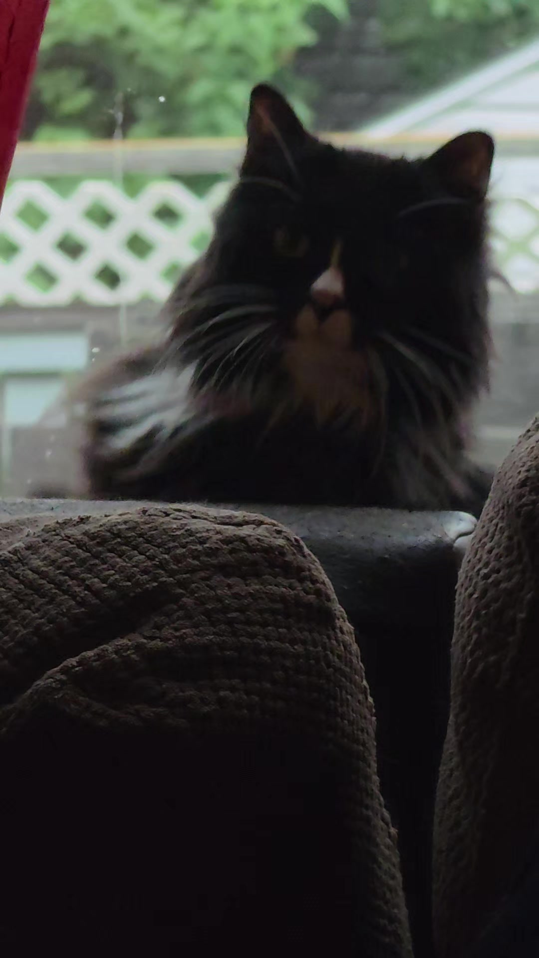 @AtticaTheTuxedoCat