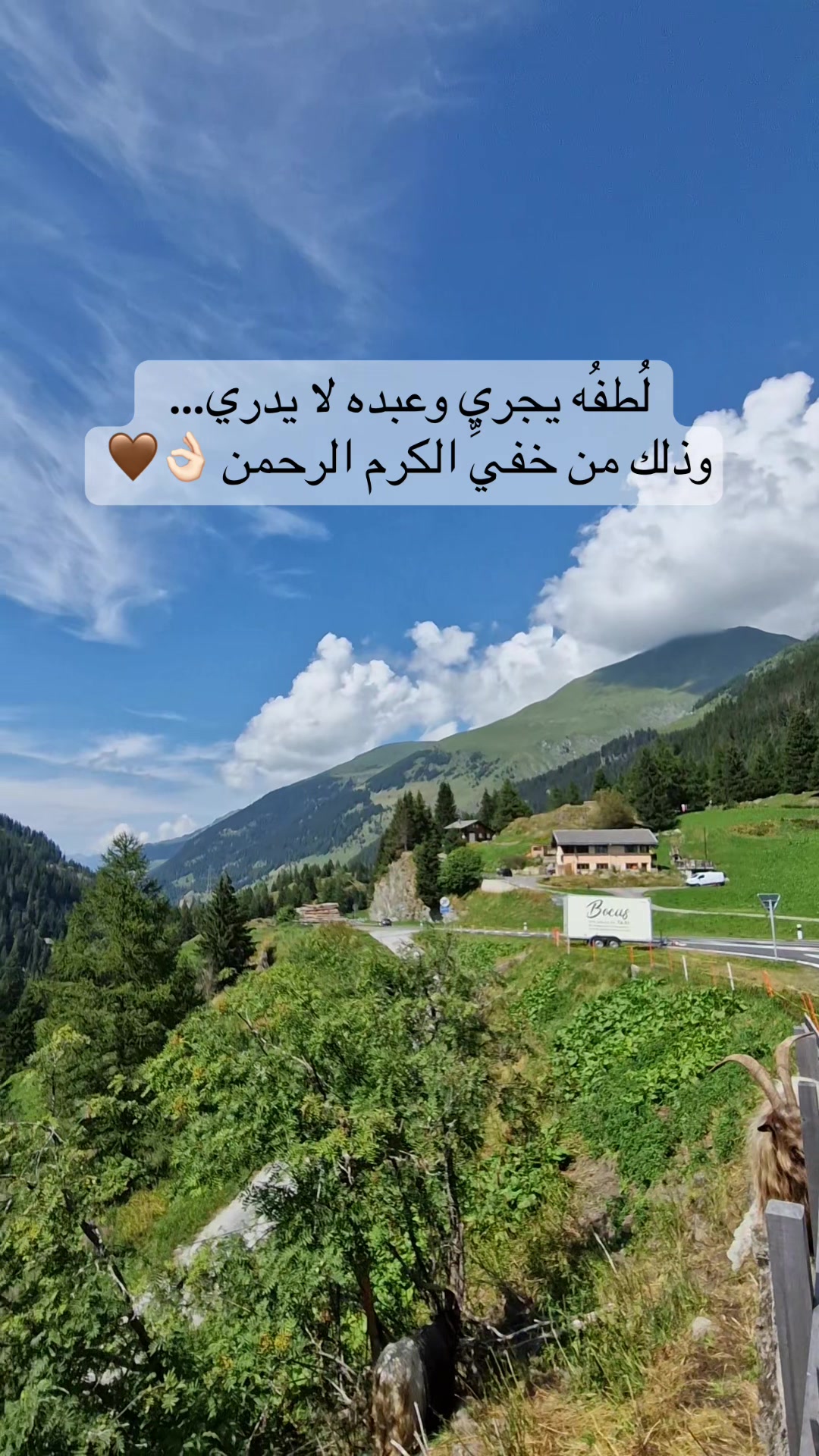 @عـُـلا عــامــر🪽🤎