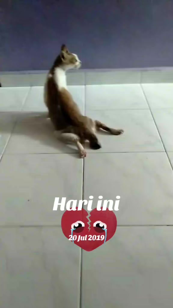 @mama meong♥️🐈🇮🇩🇲🇾_acro