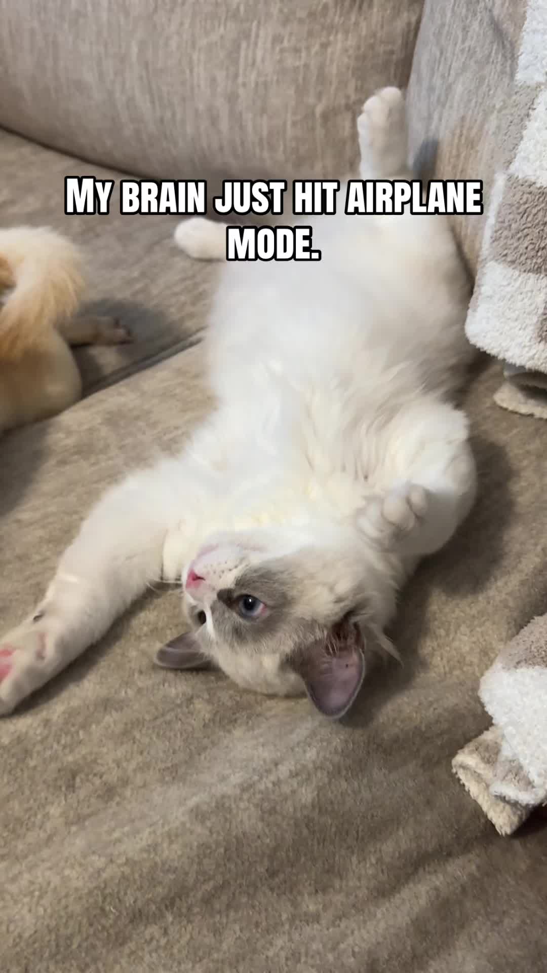 @Milo The Ragdoll Cat