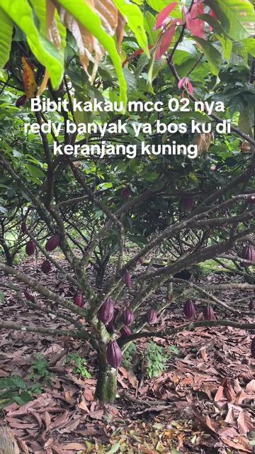 @agro lestari jaya 2