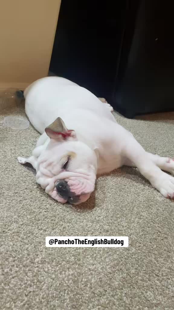 @PanchoTheEnglishBulldog