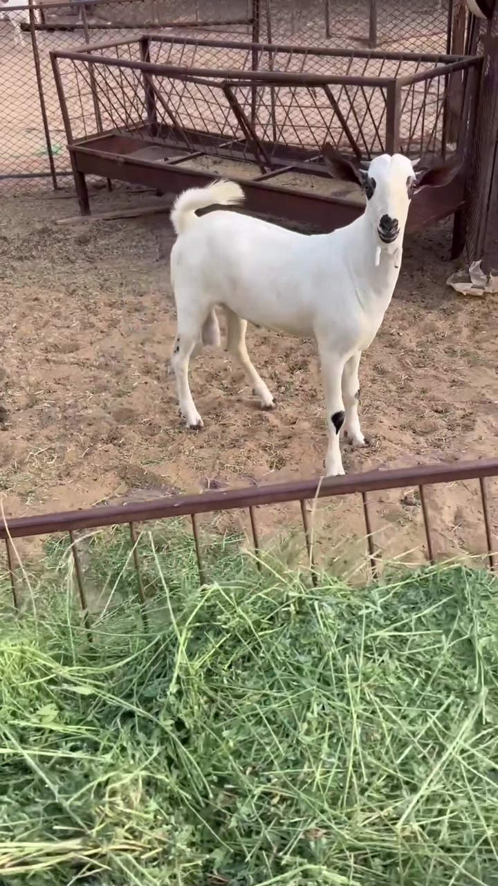 @محمد