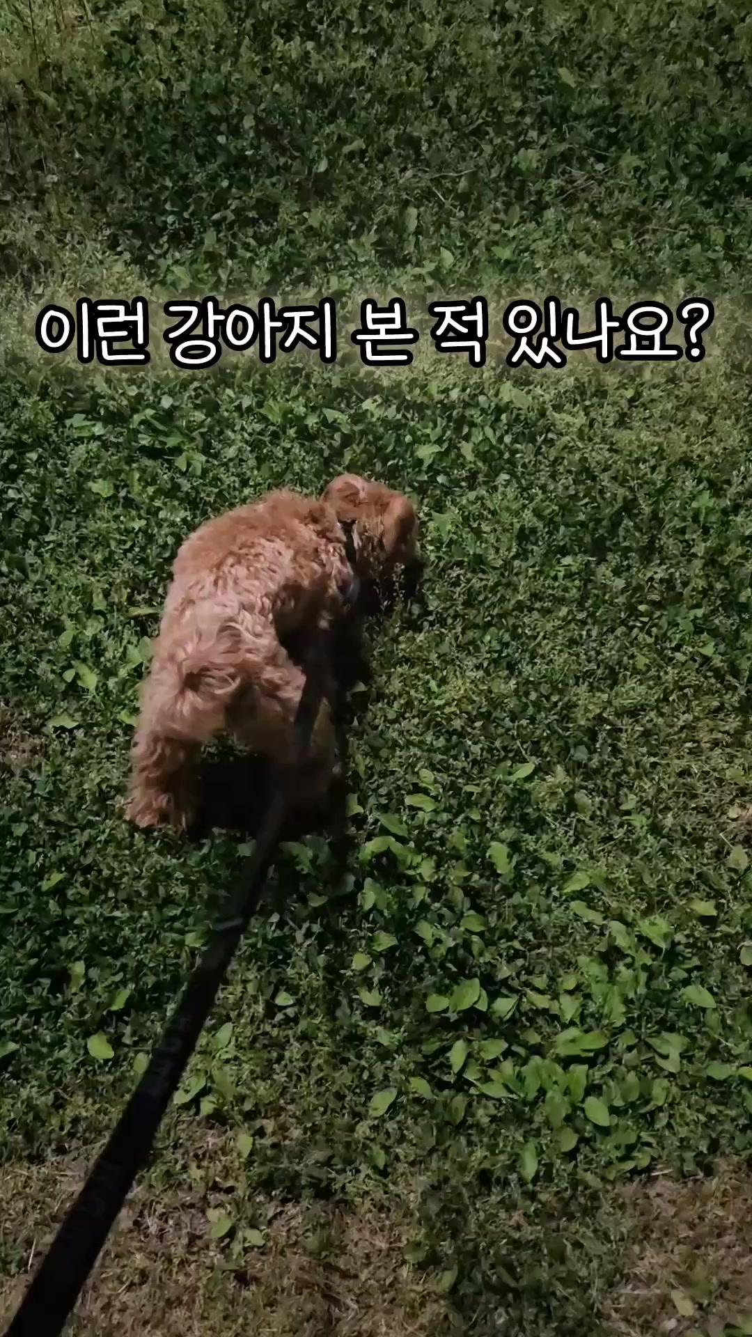 @말티푸 하루 🐾🐶