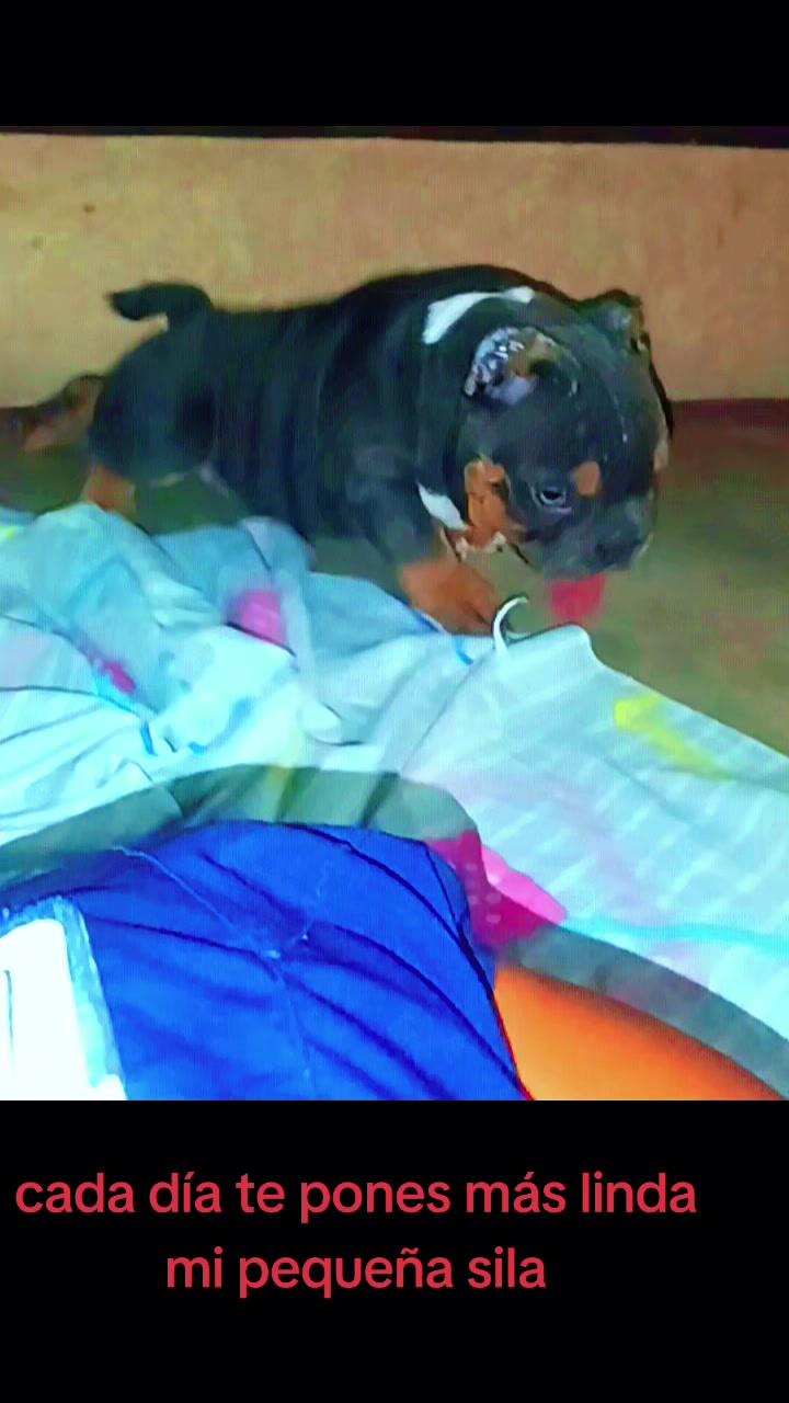 @arevalobullsper&uacute;