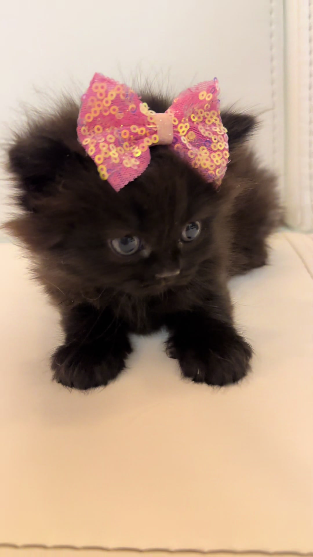 @cat.sheri.kittens