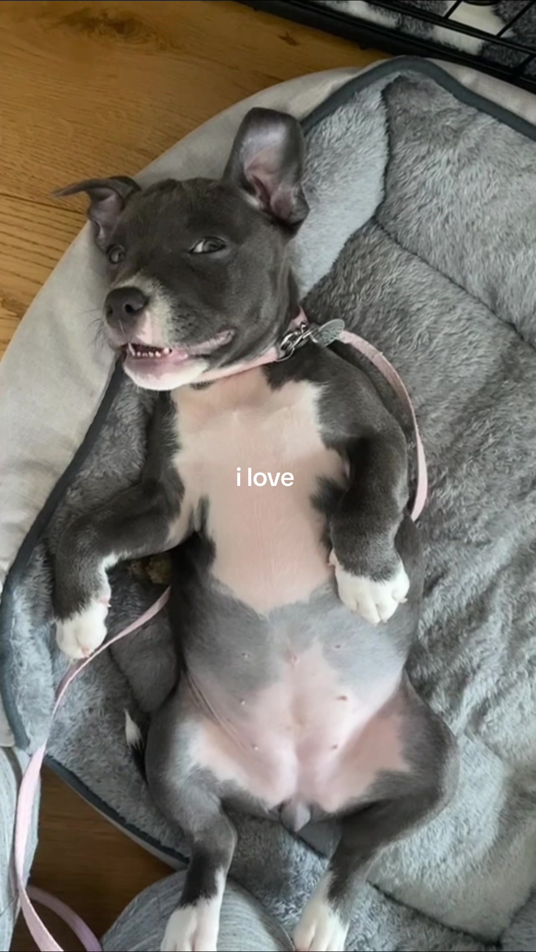 @maya.thebluestaffy