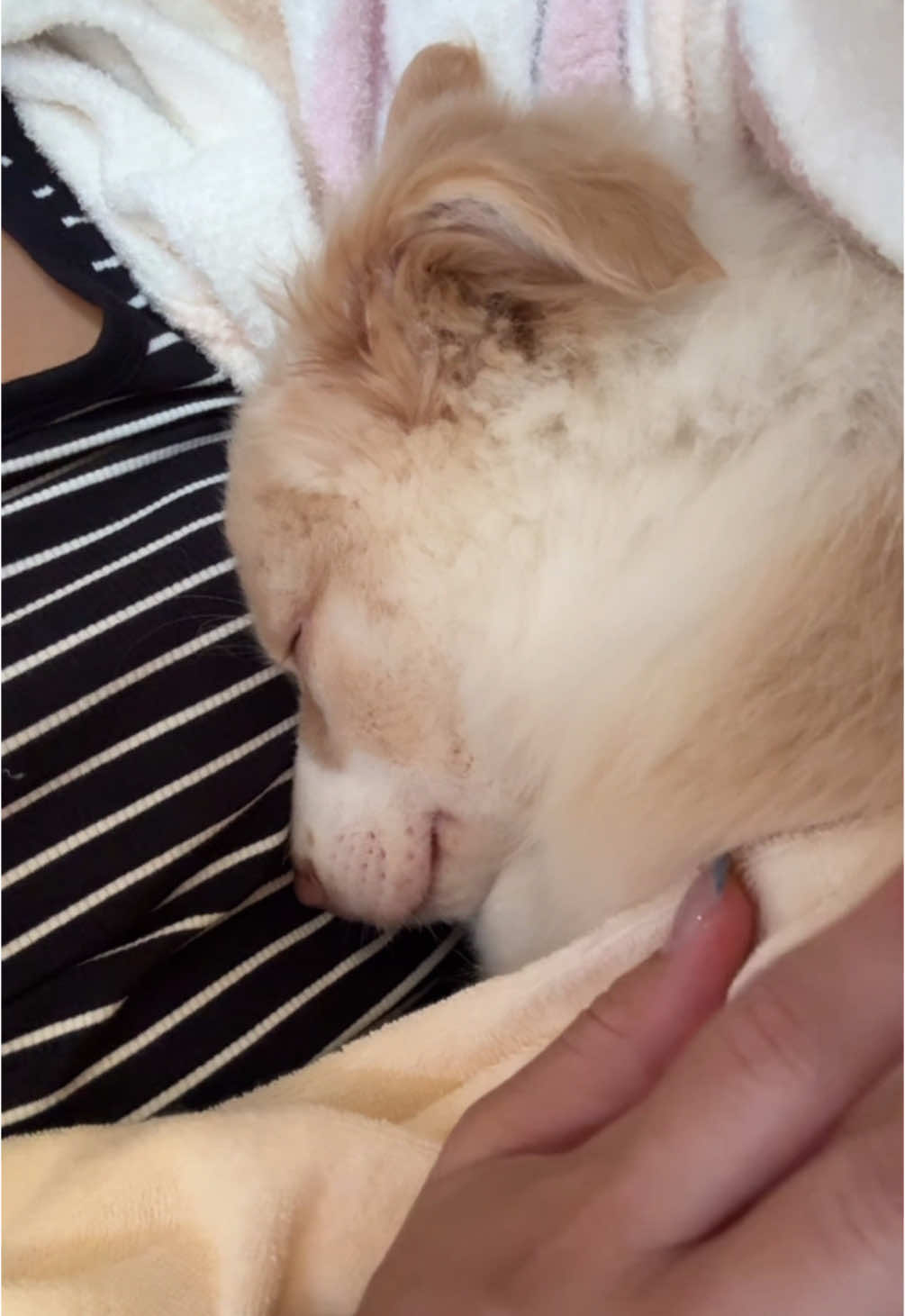 @陣在ほのか