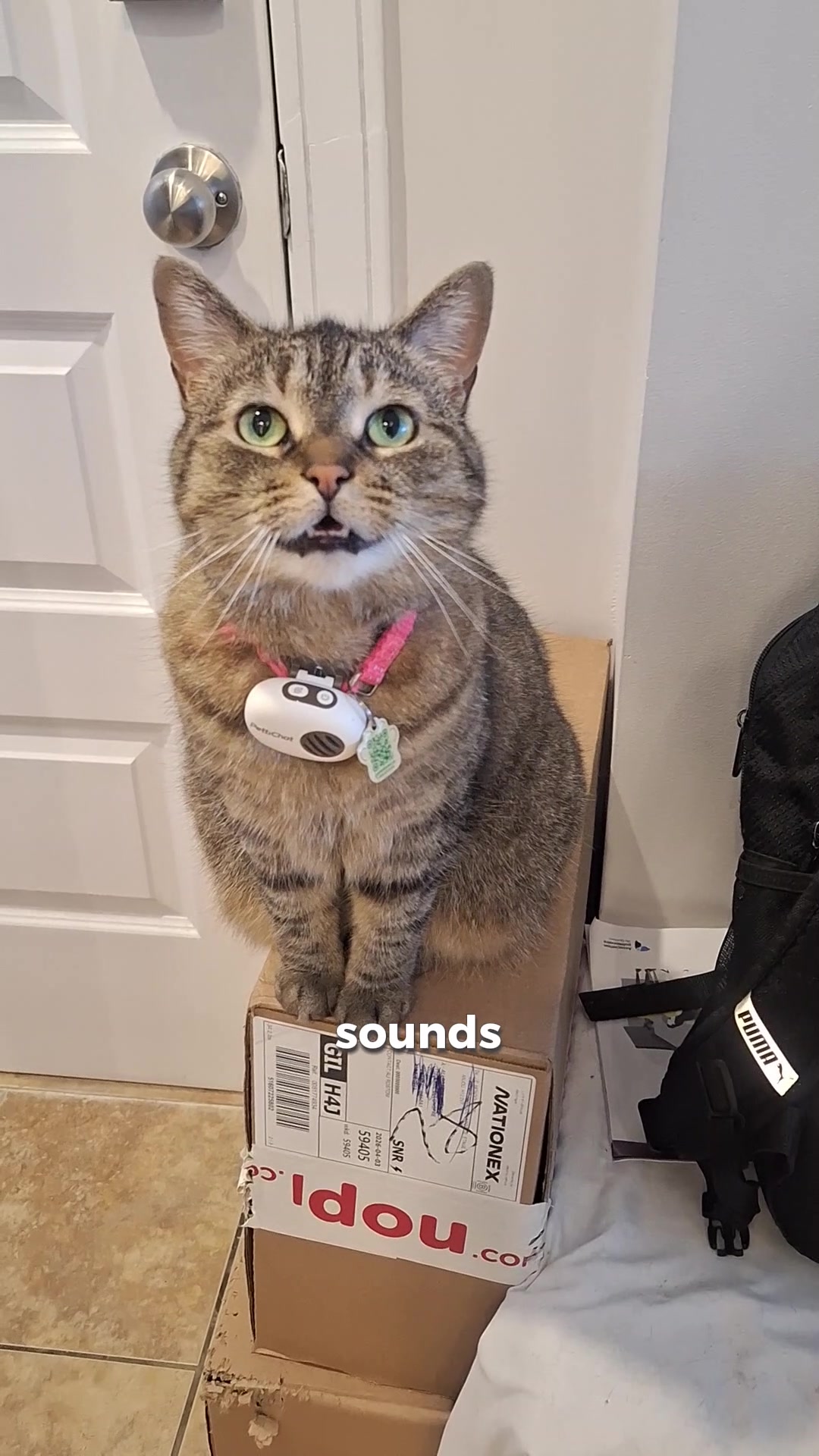 @Bellarda the cat
