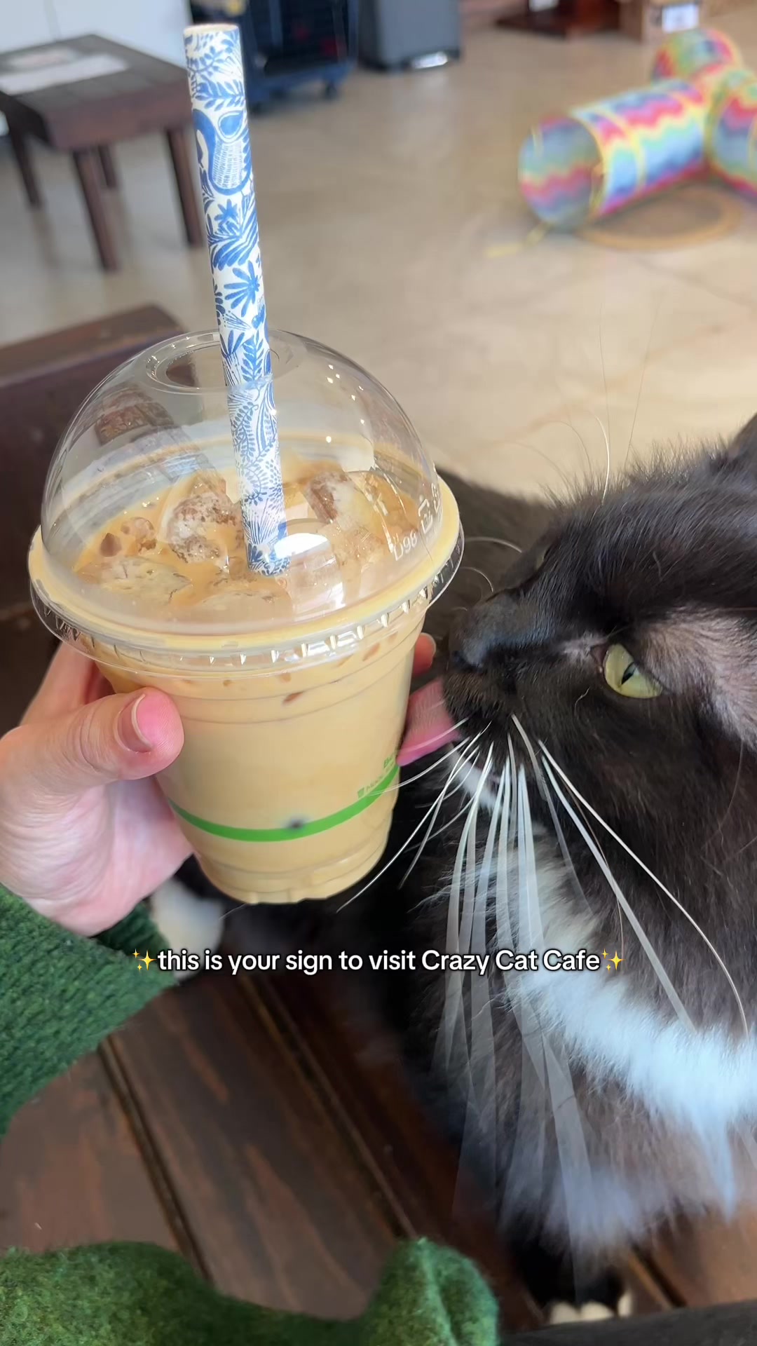 @crazycatcafe