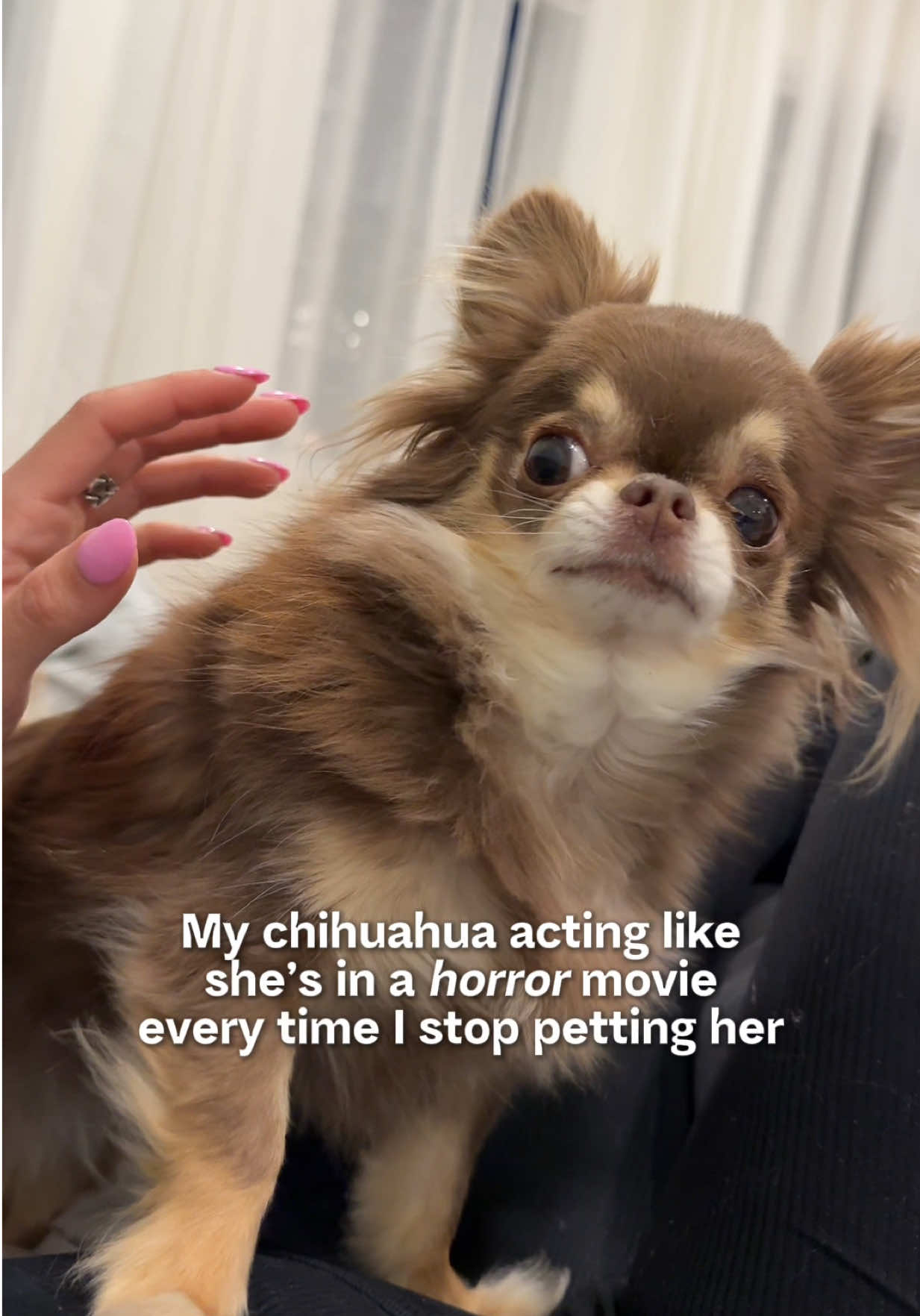 @Lou the Chichi
