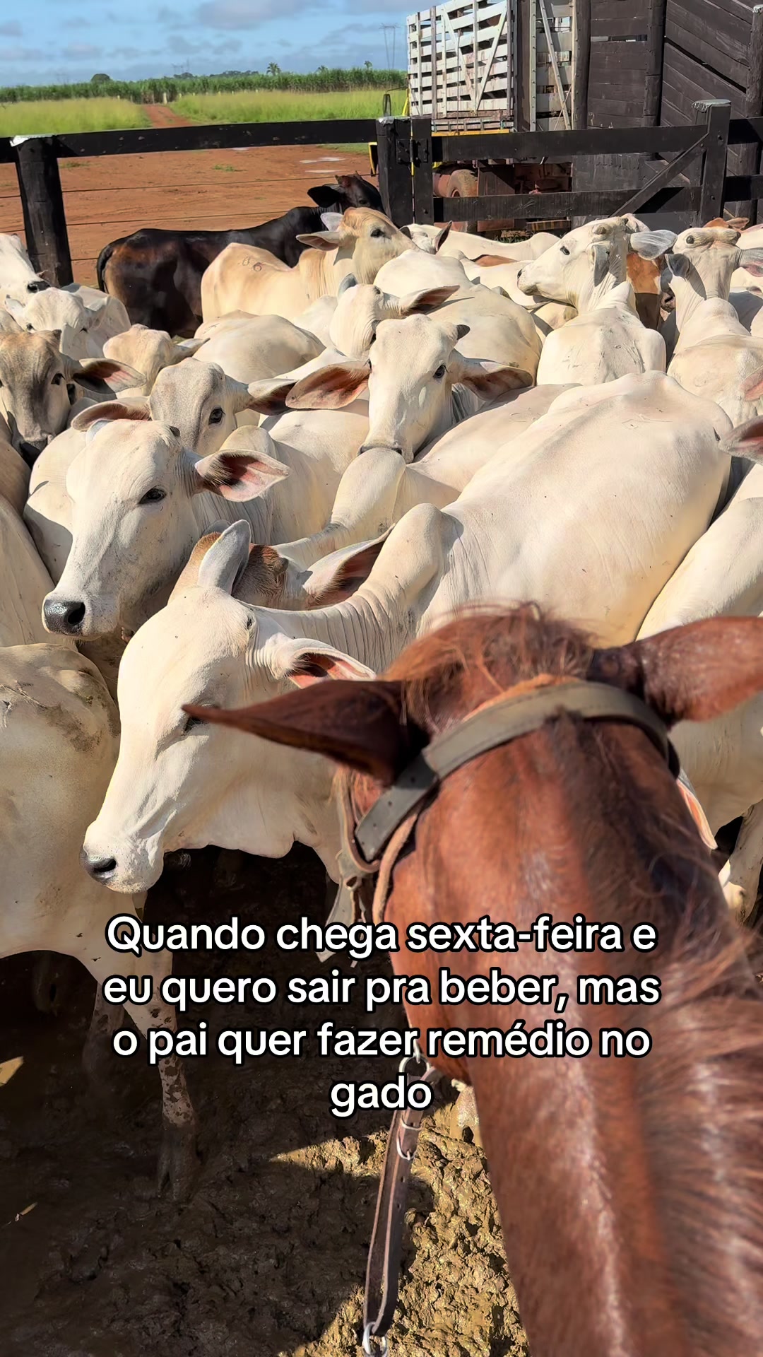 @Berdinazzi 🇧🇷