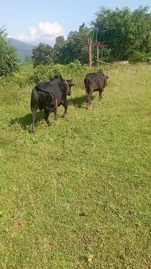 @Tanahun tiger