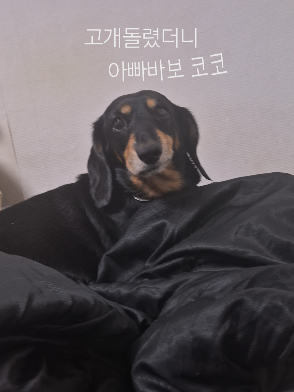 @코코대디