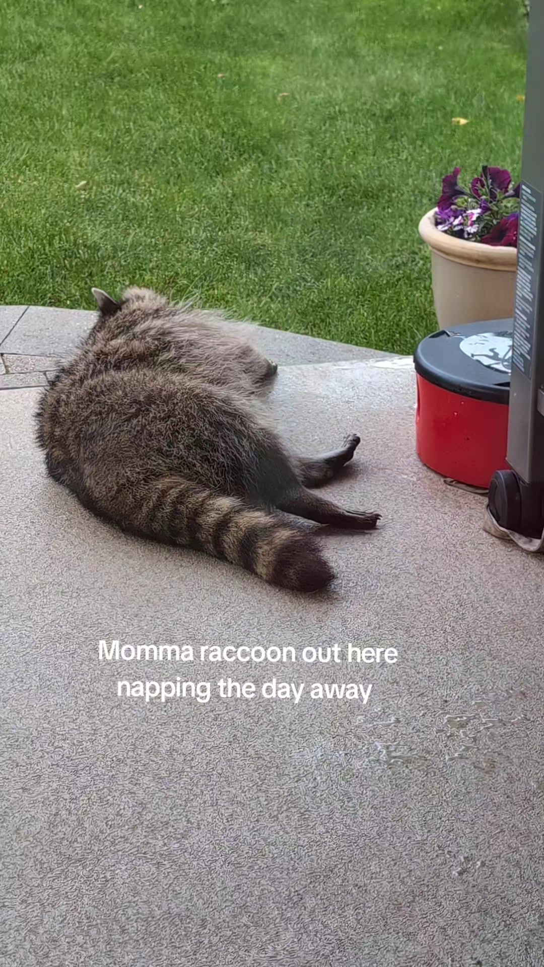 @Raccoon Drive Thru
