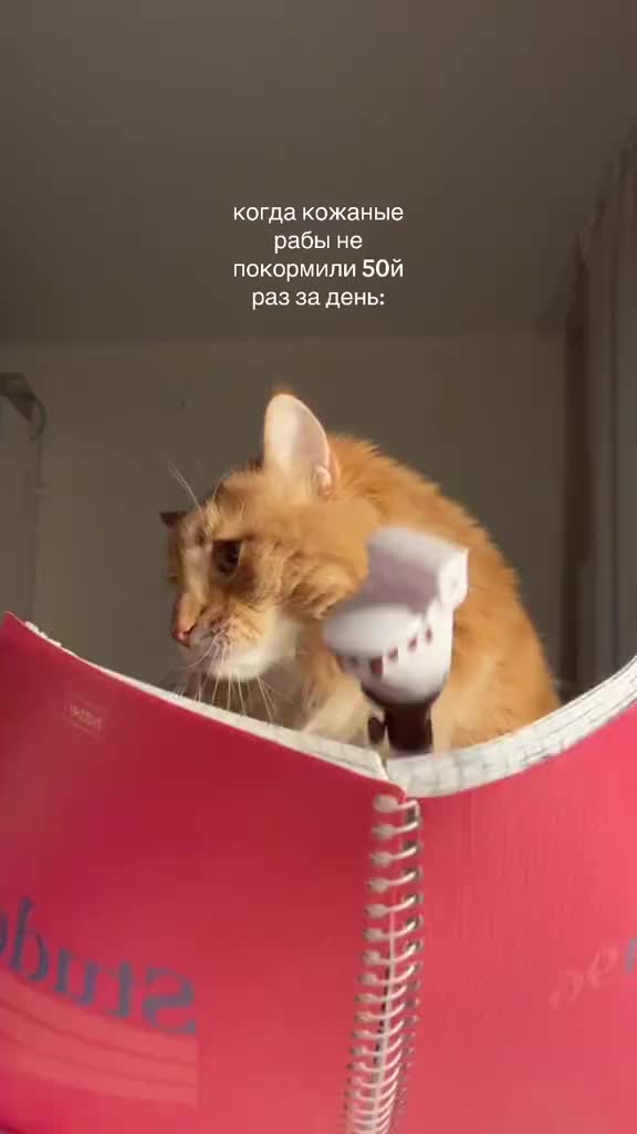 @kuzmina 🌹