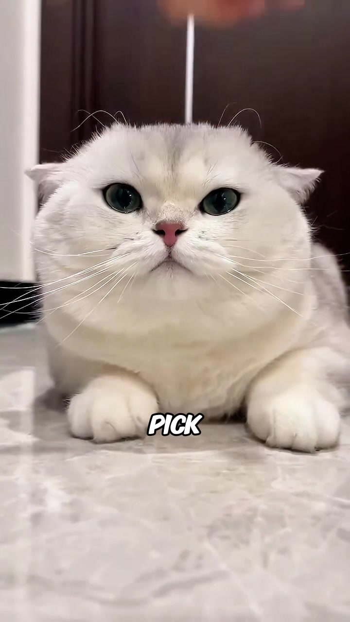 @rescuetails