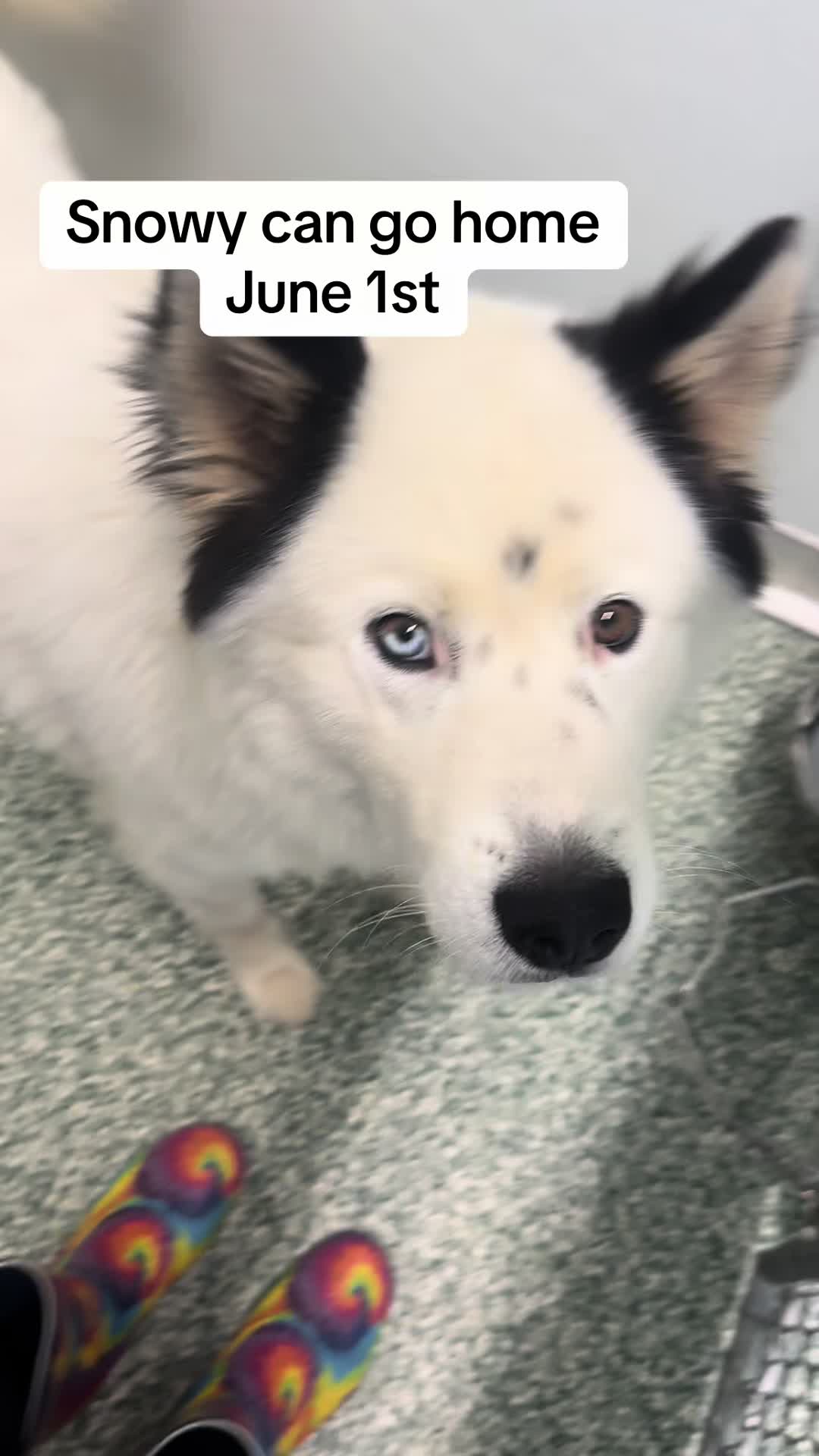 @Crazy Dog Lady