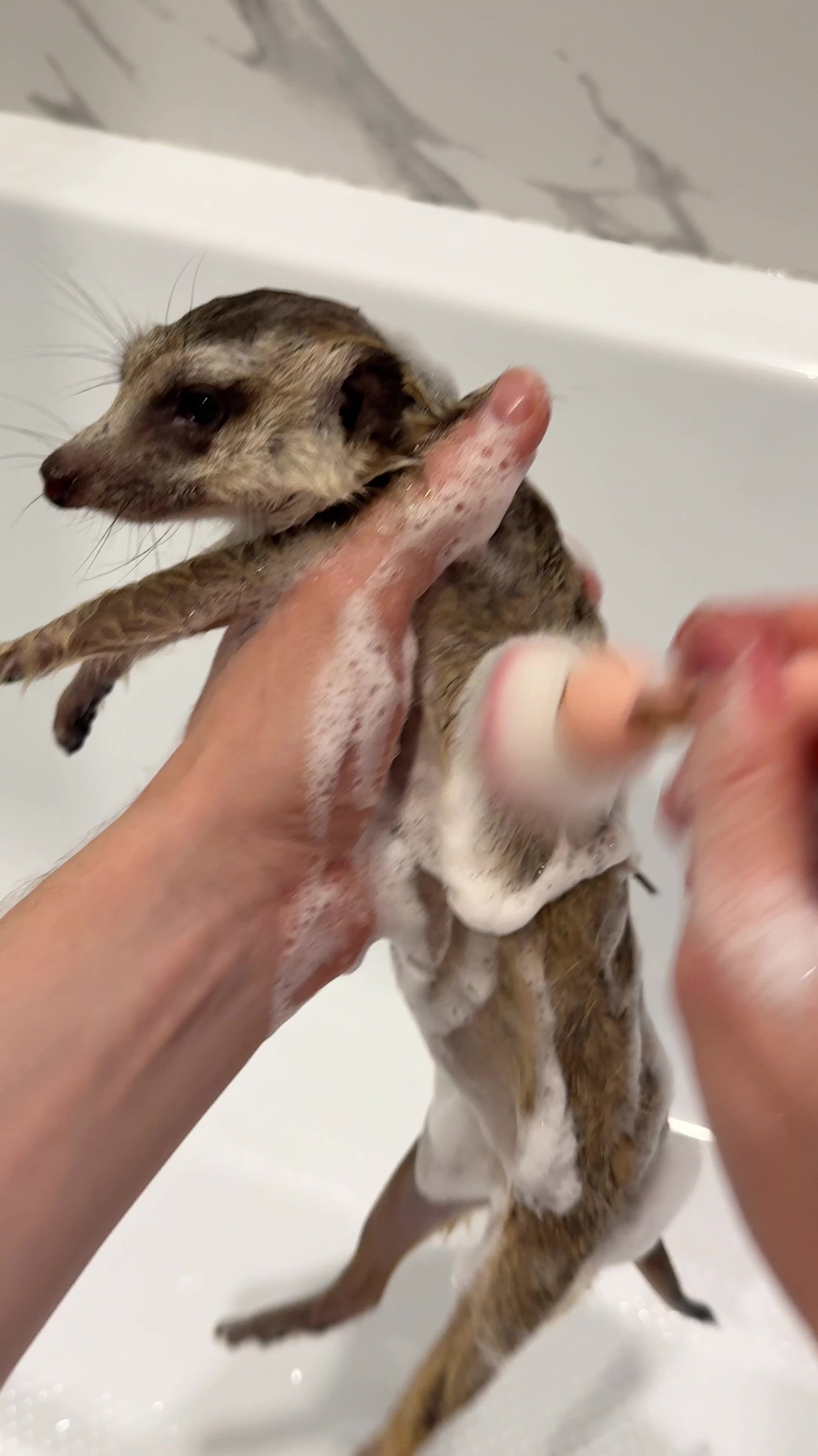 @TIMON THE MEERKAT