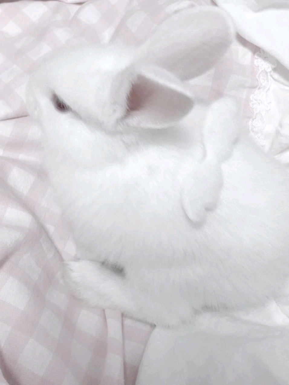 @꒰ঌDyfi໒꒱