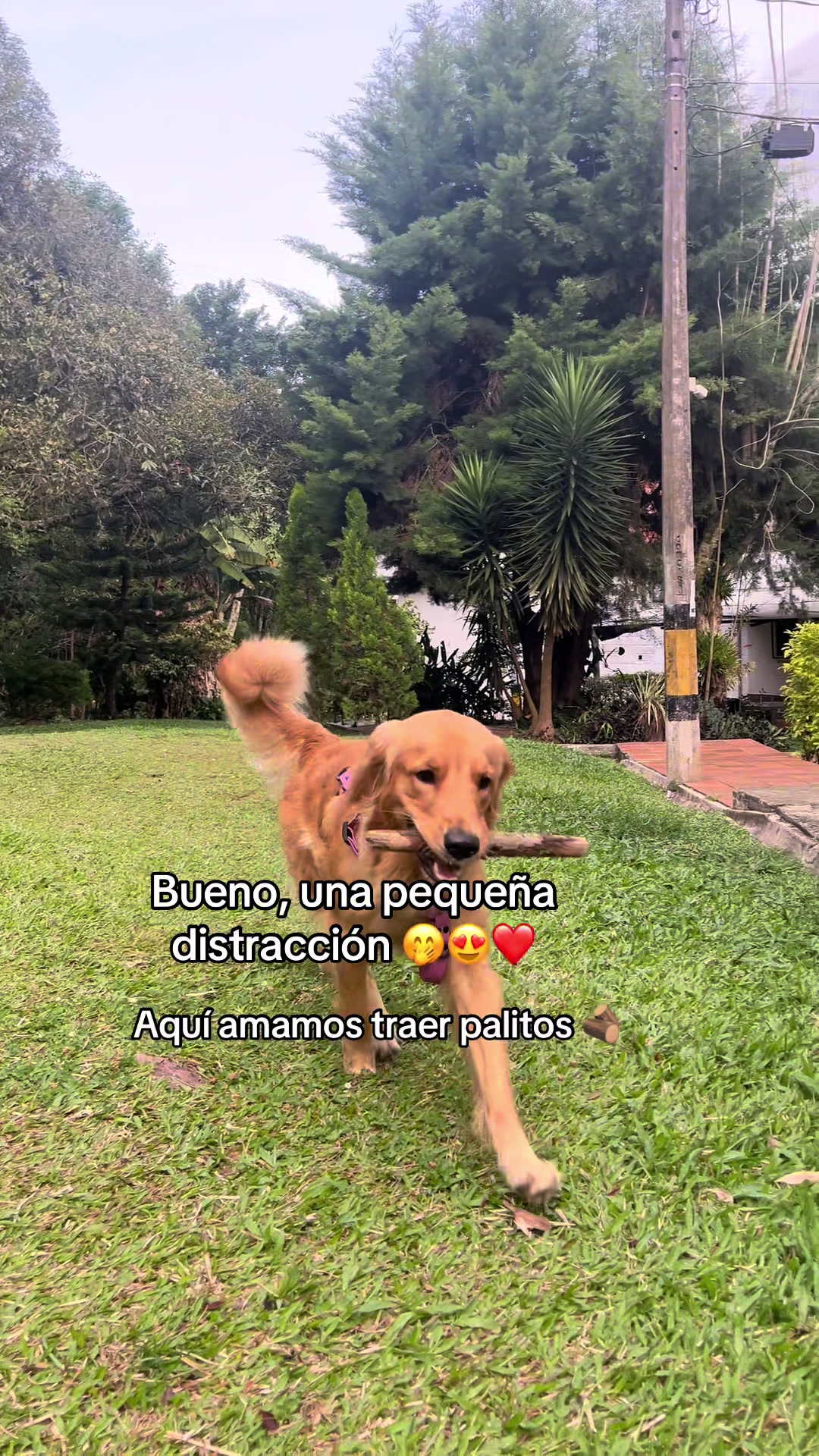 @Mila 🐶