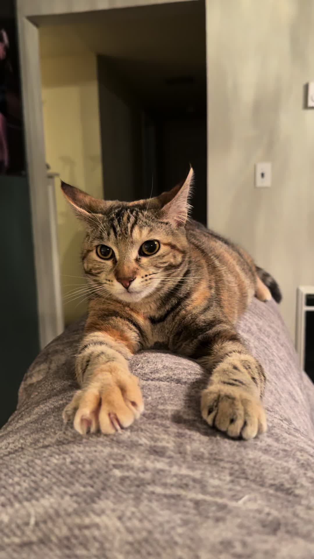 @KrazyKatz