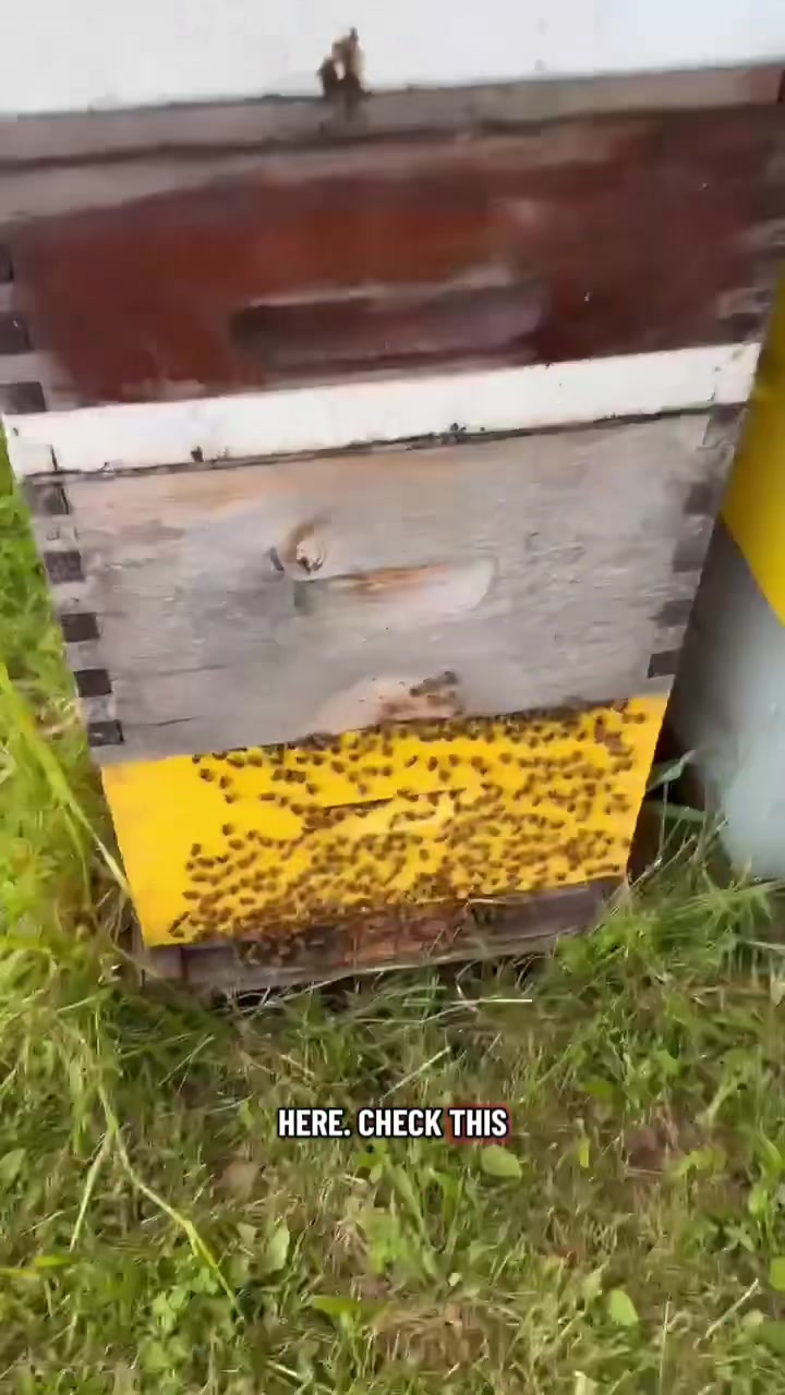 @The Angry Beekeeper🇨🇦