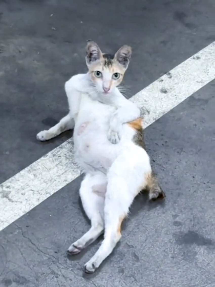 @Random Cat Stuff