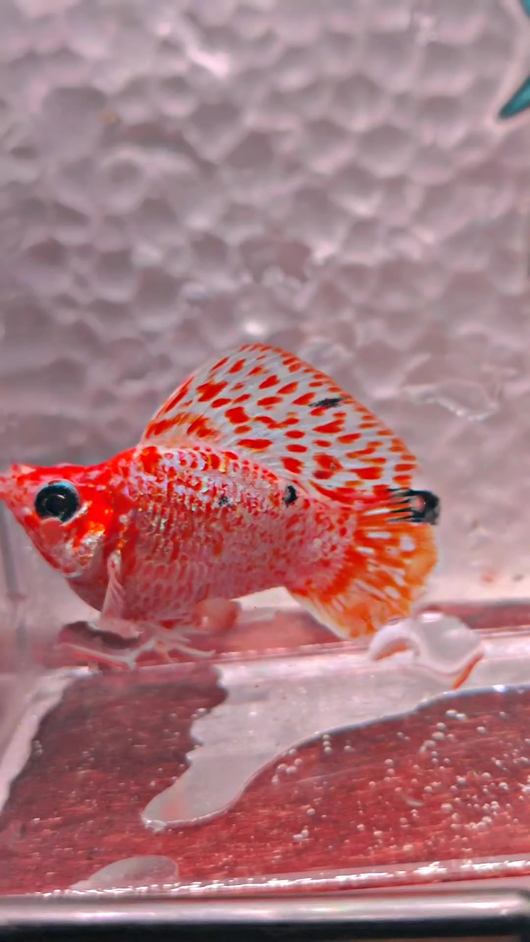 @Ramon Fish Banyuwangi