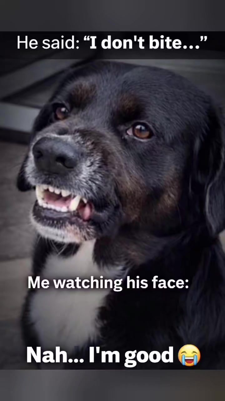 @Drooly Doggy