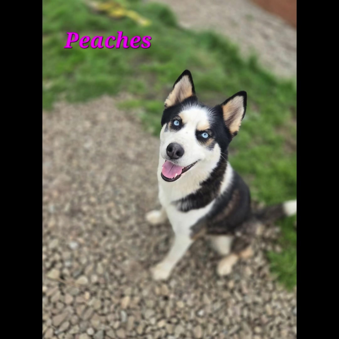 @Friends Forever Animal Rescue