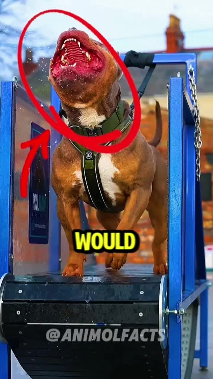 @animolfacts